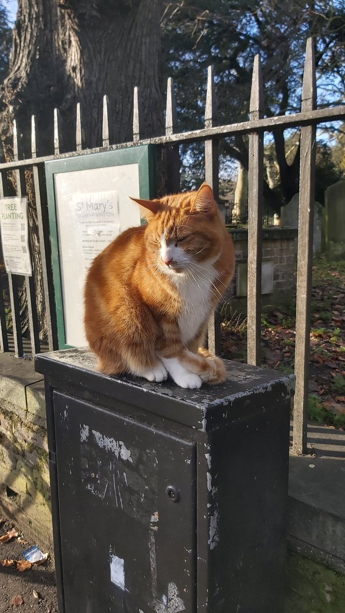 PhilipGlanville's tweet photo. Channeling my inner Dick Whittington, this beautiful & friendly Clissold ginger cat in Stoke Newington seems to be backing Labour.
๐ป๐๐พ๐น https://t.co/jeCeQcr646