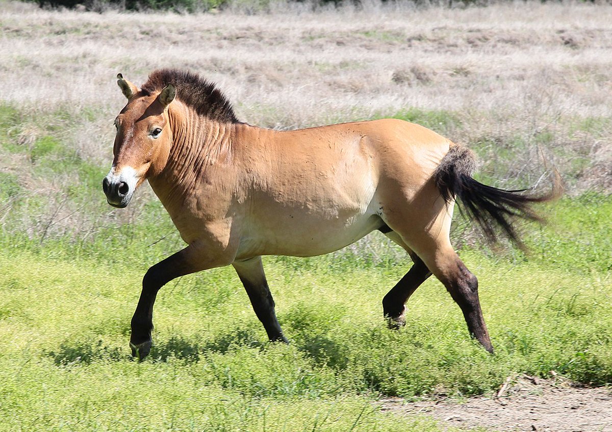 Дальше лошадка. Лошадь Пржевальского. Лошадь Пржевальского Equus przewalskii. Пржевальский лошадь Пржевальского. Дикая лошадь лошадь Пржевальского.