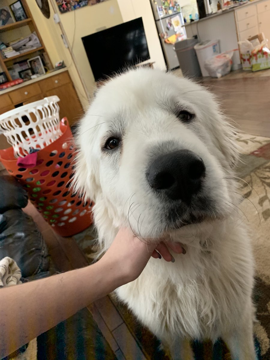 lilystanton27's tweet photo. She’s a glutton for pets. https://t.co/ZnvDMIrOGq