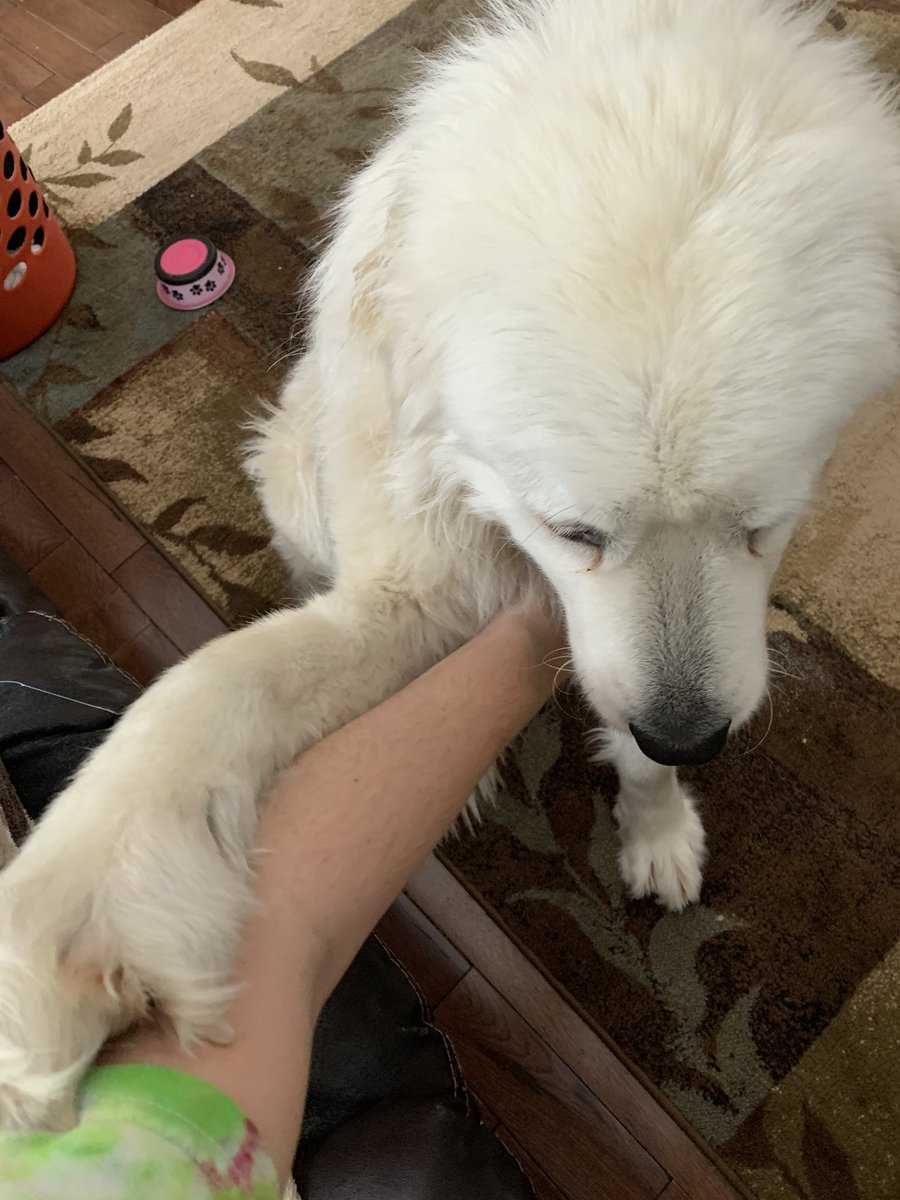 lilystanton27's tweet photo. She’s a glutton for pets. https://t.co/ZnvDMIrOGq