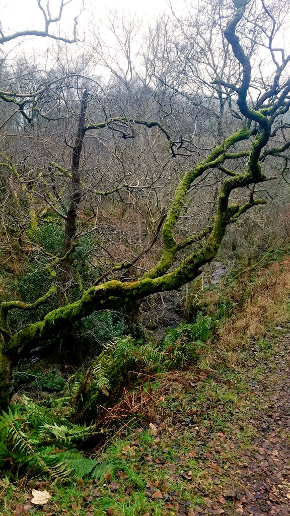 blonde_on_bikes's tweet photo. Wet and windy on the Meigle Circular today #galapaths #clovenfordspaths #scottishborders #walkingtrails #hillwalk https://t.co/T7jeErAapP