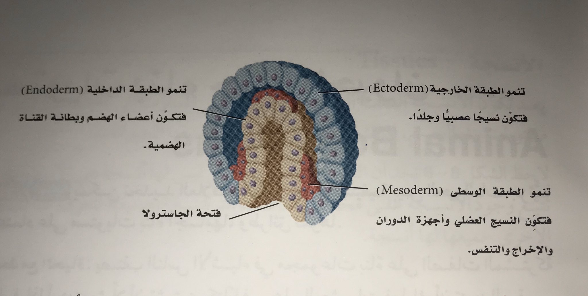 طبقة الخلايا داخل الجاسترولا تسمى الطبقة الخارجية تنمو وتتخصص إلى أعضاء الهضم وبطانة القناة الهضمية.