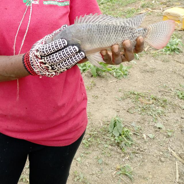 bondongam's tweet photo. #FONAPEL2019 a pour objectifs de dégager les pistes des #Solutions et d'encourager l'#Entrepreneuriat dans le secteur de #Pêche, #Elevage et de l'#Aquaculture @Enabel_en_RDC @TefConnect @Cirad @BracongoSa @BralimaSA @Vodacomcongo @AfricellRDCongo @Orange__RDC @youthconektrdc https://t.co/2Rb2BNyFCR