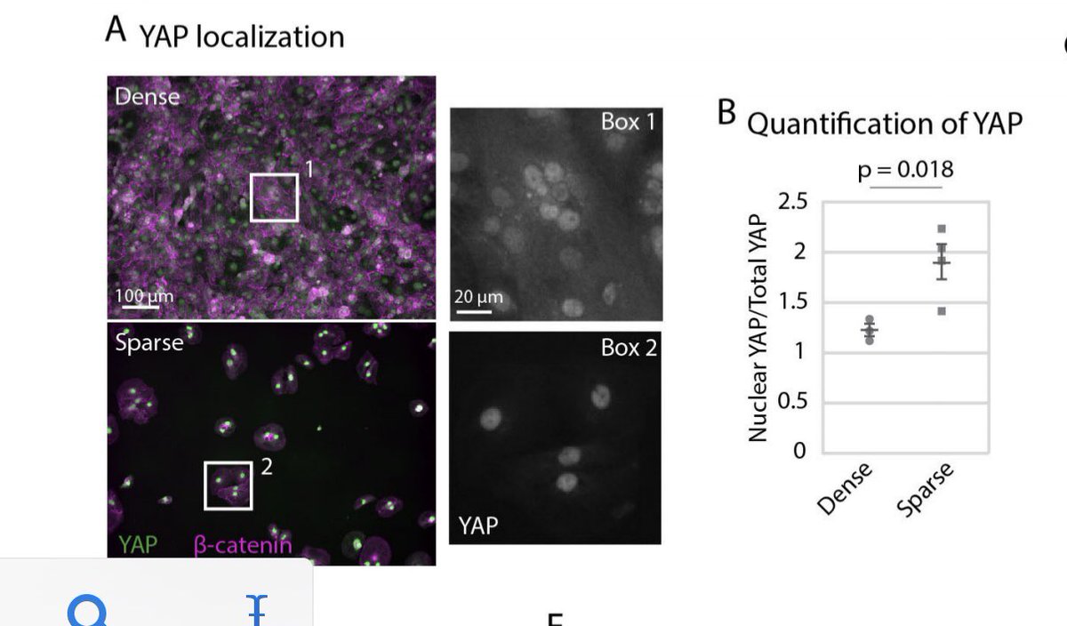 MAG2ART's tweet image. 10 minutes left until @Neininger_AC’s talk on the regulation of cardiomyocyte proliferation by the Hippo pathway! Room 207b; 10:40 am. #ASCBEMBO2019