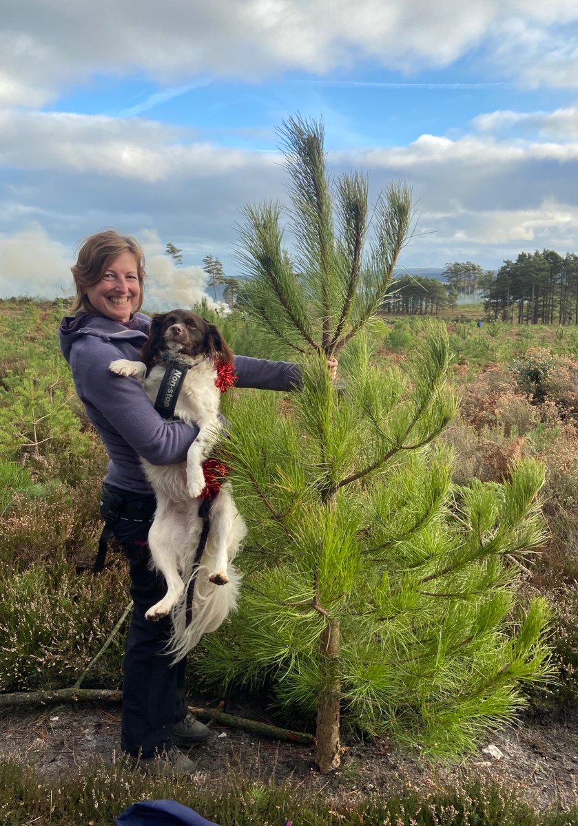 YogiKate_Physio's tweet photo. Went to @RSPBArne to #PullaPine with Freddy still wearing his tinsel from this morning! He helped me choose a lovely tree, then watched as I did all the work ๐ #ChristmasTree #Beautiful #GreatExperience https://t.co/YOMAynGJlv