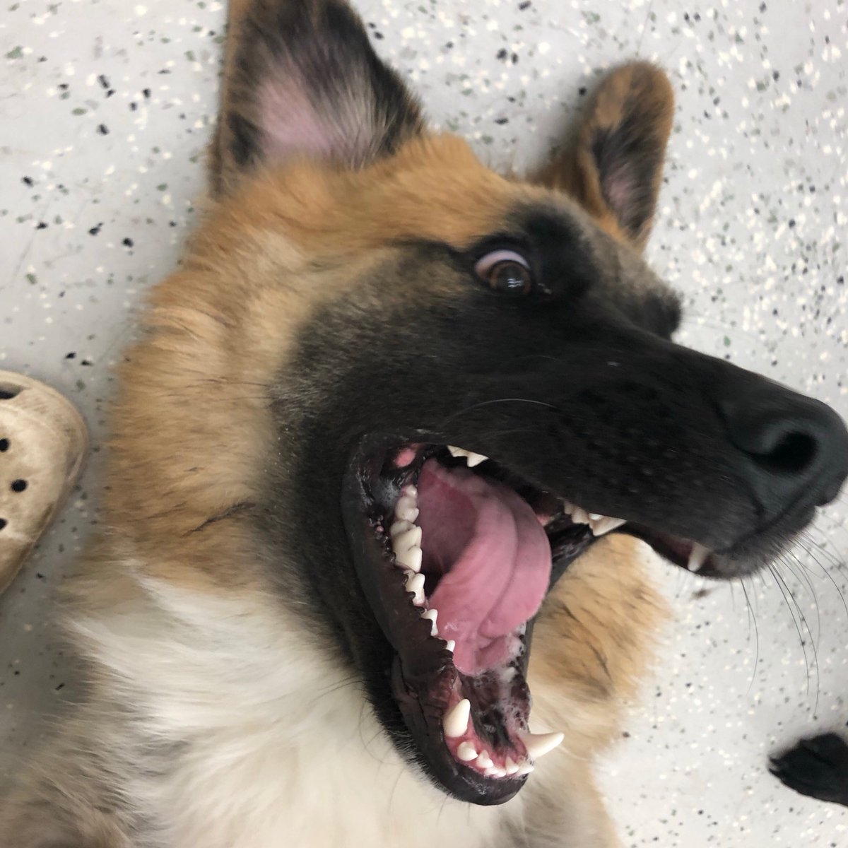 NoBarksAboutIt's tweet photo. Smile friends it’s Saturday!!! https://t.co/FEyoXw9kpD
