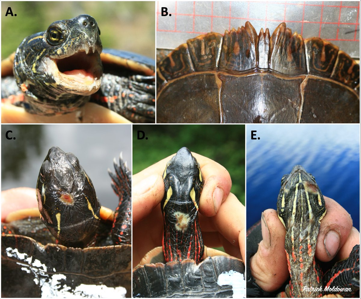 AlgonquinWRS's tweet photo. Just accepted for publication: Moldowan et al. "Demographics of injuries indicate sexual coercion in a population of Painted Turtles".

Follow-up to our recent work on sexual weaponry and unexpected repro tactics in the species (https://t.co/LBKxxbE4gh)

#Tomiodont #Herpetology https://t.co/mfWbRBvVEu