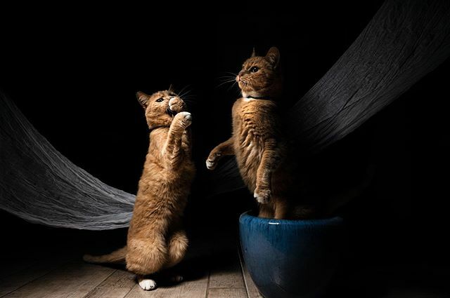 jordotto's tweet photo. A not so still life. #caturday
.
📸 @jjophotobro
.
#fineart #fineartzone #animalportraiture #zoomnl #catsofinstagram #redcatsofinstagram #redcats #catsagram #instacat #instacats #redcat #gingercat #gingercatsrule #gingercats #gingercatsofinstagram #p… https://t.co/oqIpGyohCH https://t.co/b94tuIkYoz