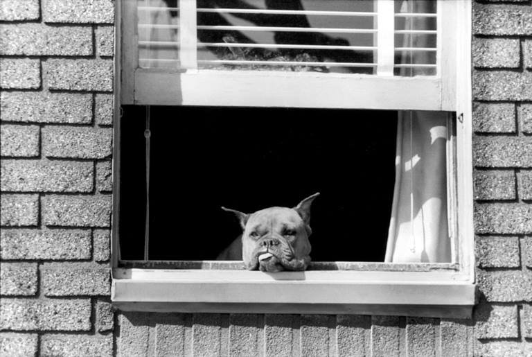Eve Arnold, New Jersey, 1958