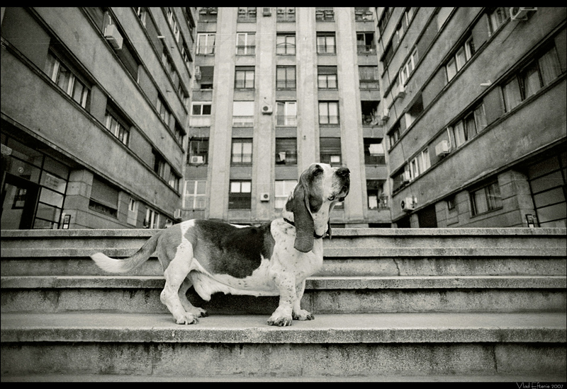 Vlad Eftenie, Urban Stories, 2019