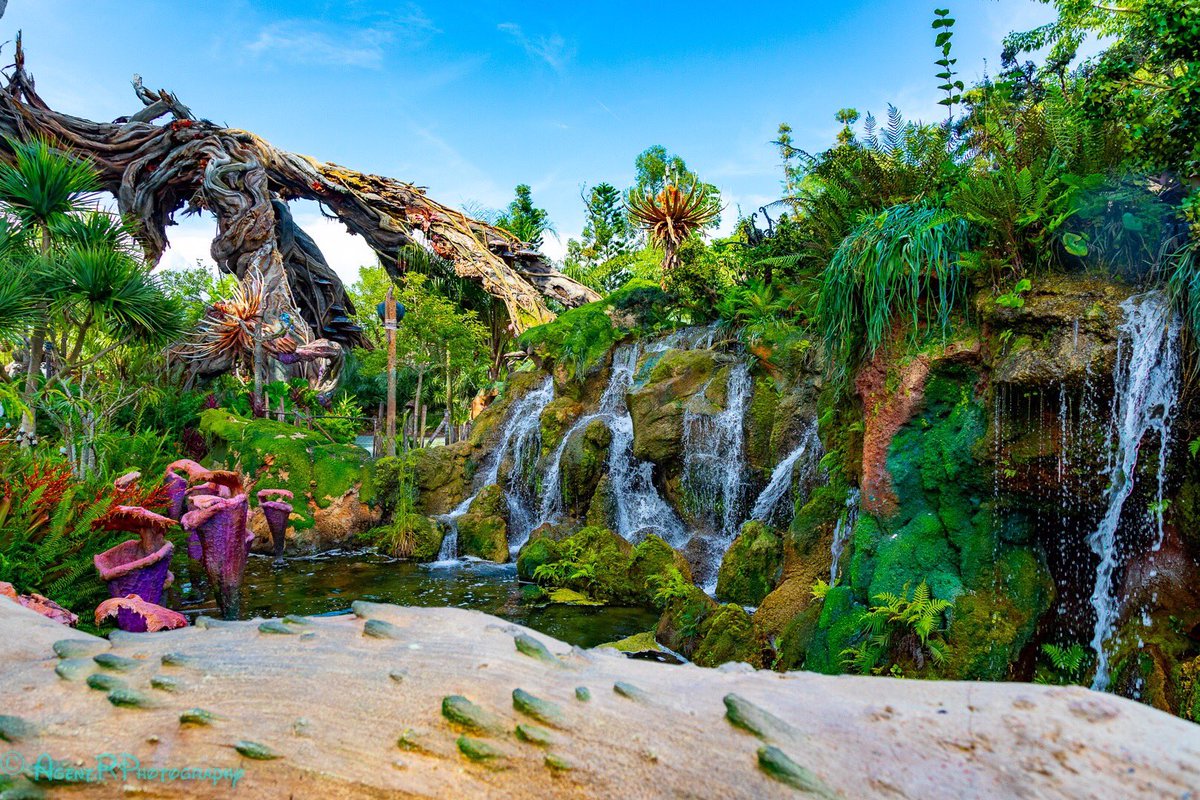 AttractionPics's tweet photo. Pandora! 
📷; @RobertPerrin25 https://t.co/vKVlzNaQpy