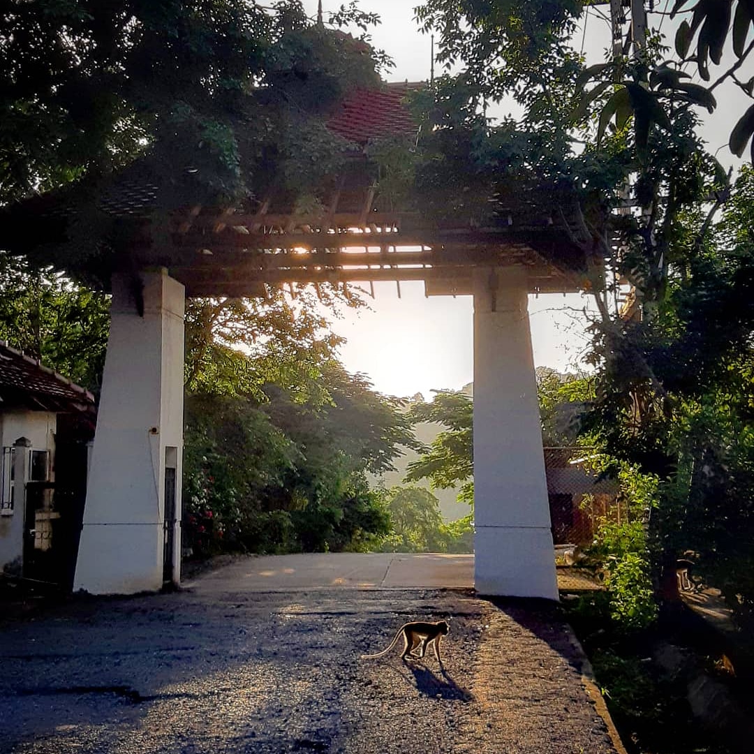 Thorada's tweet image. Golden hour at the gate of Monkey Mountain as it basks in the glaring dusk 🙏 😎 #Wanderlust #GoldenHour #MonkeyMountain