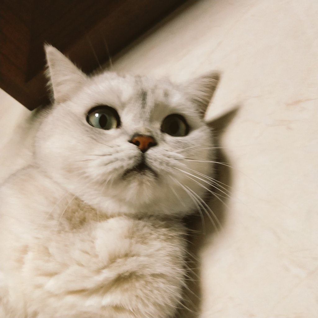 Achuan__'s tweet photo. ( •́ὤ•̀)可愛い https://t.co/OQBZ9yCGbz