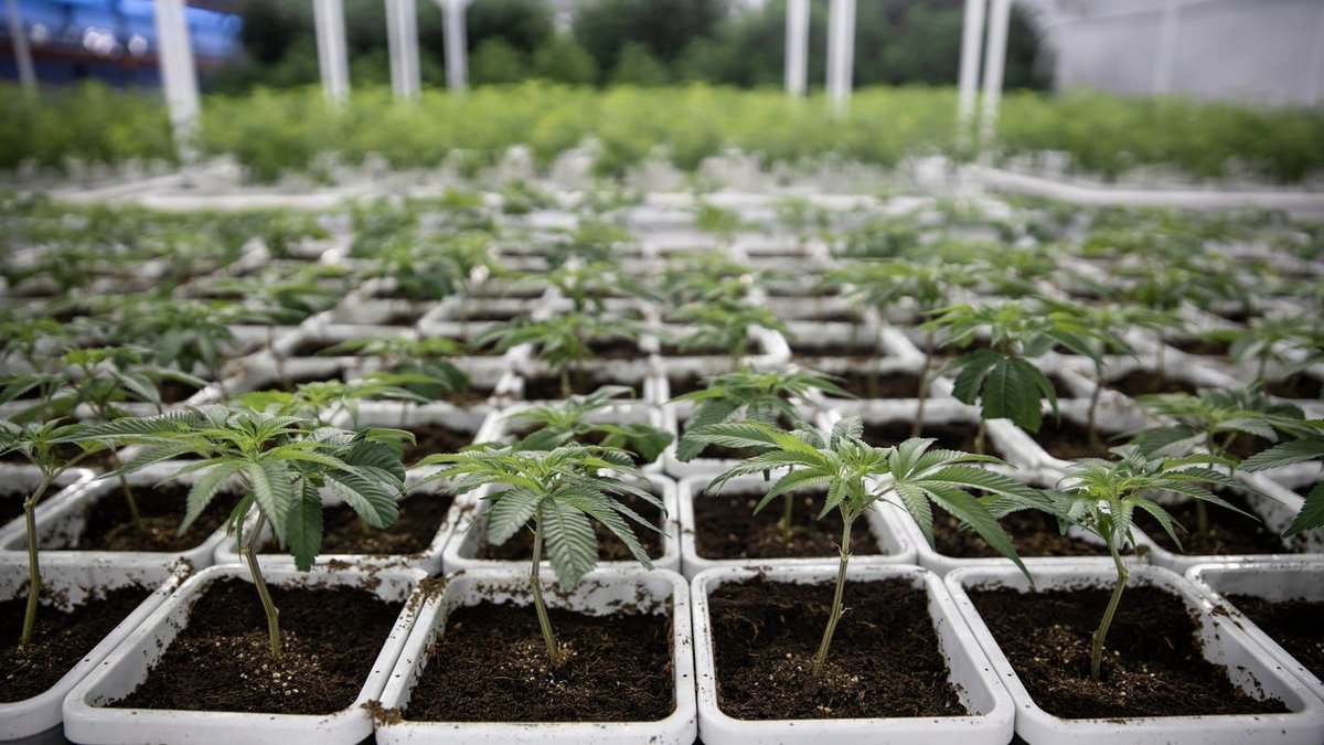 CannaCouncil's tweet image. With Michigan and Illinois approving recreational cannabis consumers in non-recreational/medical states such as Wisconsin, must be aware of their state laws and the implications surrounding consumption.  

#FederalLegalization #LegalizeCannabis 

buff.ly/2RxLp10