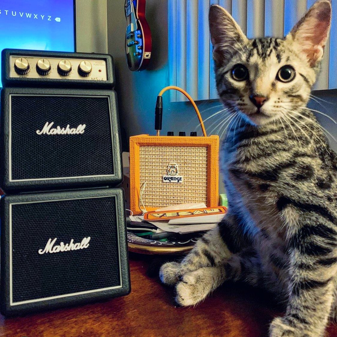 catsonamps's tweet photo. Thank you VFK, happy #Caturday @veganfatkid @marshallamps_uk @orangeamplifiers #rigsofdoom #whatsthecatdoing #musician #riffsandspliffs #blackelectric #magneticeyerecords #orange #marshall #geartalk #catsonamps https://t.co/VgHpYPj9KX