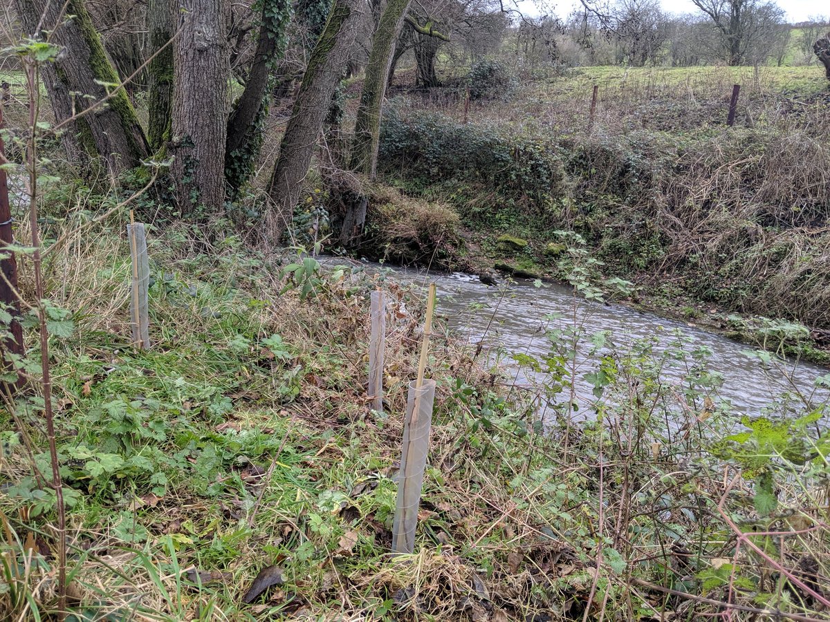BristolAvonRT's tweet photo. A HUGE thank you to the brilliant volunteers from @avon_angling and beyond who spent their Saturday planting 240 native trees along the Cam Brook! This will make a crucial difference to the brook and it's bankside habitat and build resilience to climate change! 🌳🌳🌳 https://t.co/4379Y6OdKu