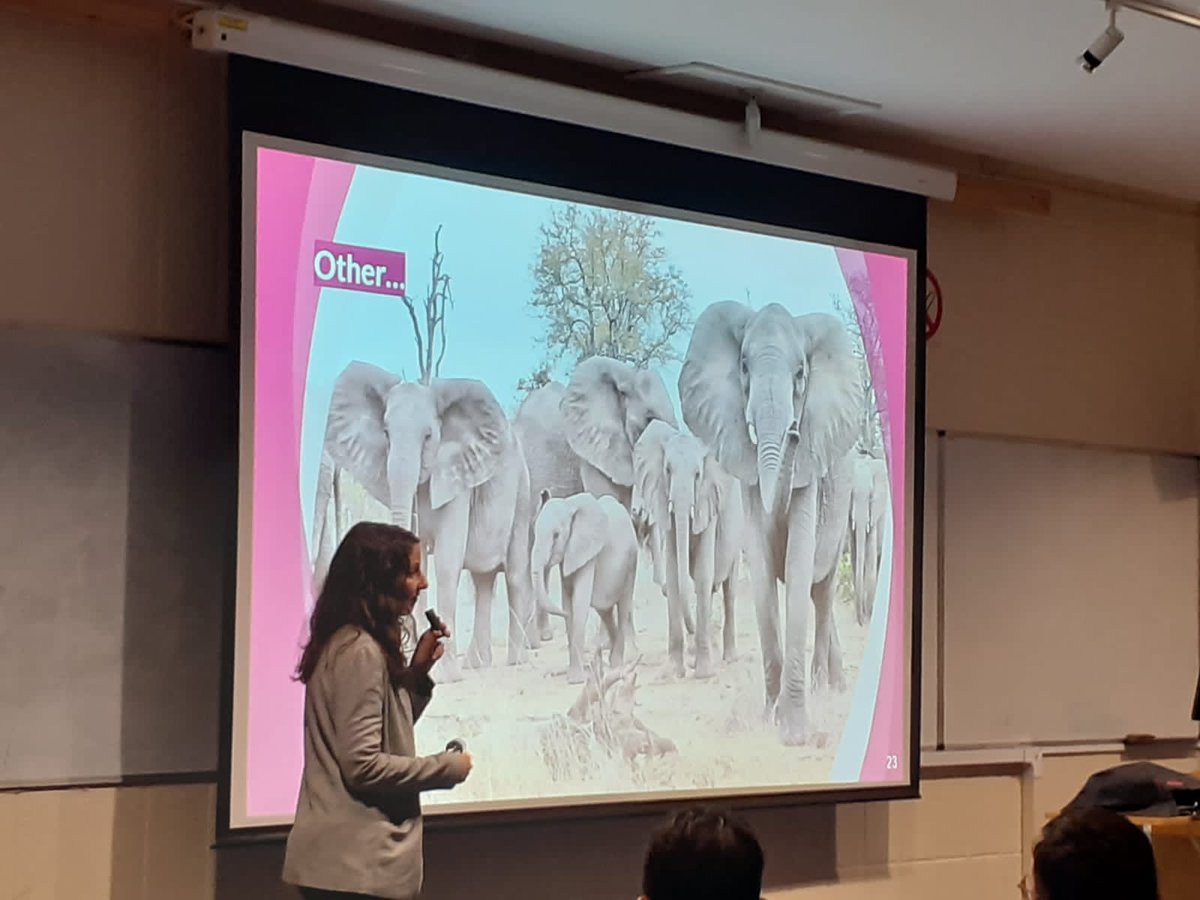 CSRIatLSTM's tweet photo. Experiences from fieldwork in Samburu - physical, security, cultural &amp; community barriers, &amp; some elephants thrown in for good measure..@AnnaTrelfa shared the challenges of fieldwork today at #VenomDay2019. #snakebite #publichealth #epidemiology @CSRIatLSTM @NIHRresearch @K_SRIC https://t.co/xe3n8GO97y