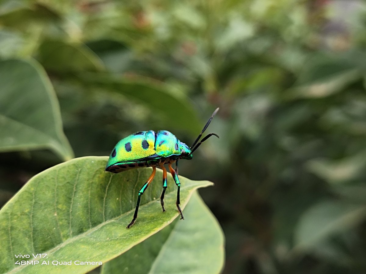 tech2touch's tweet photo. Exploring #vivoV17 camera. #clearAsReal #macrophotography #indianphotography #smartphonephotography @Vivo_India https://t.co/UMAQpVmZjc