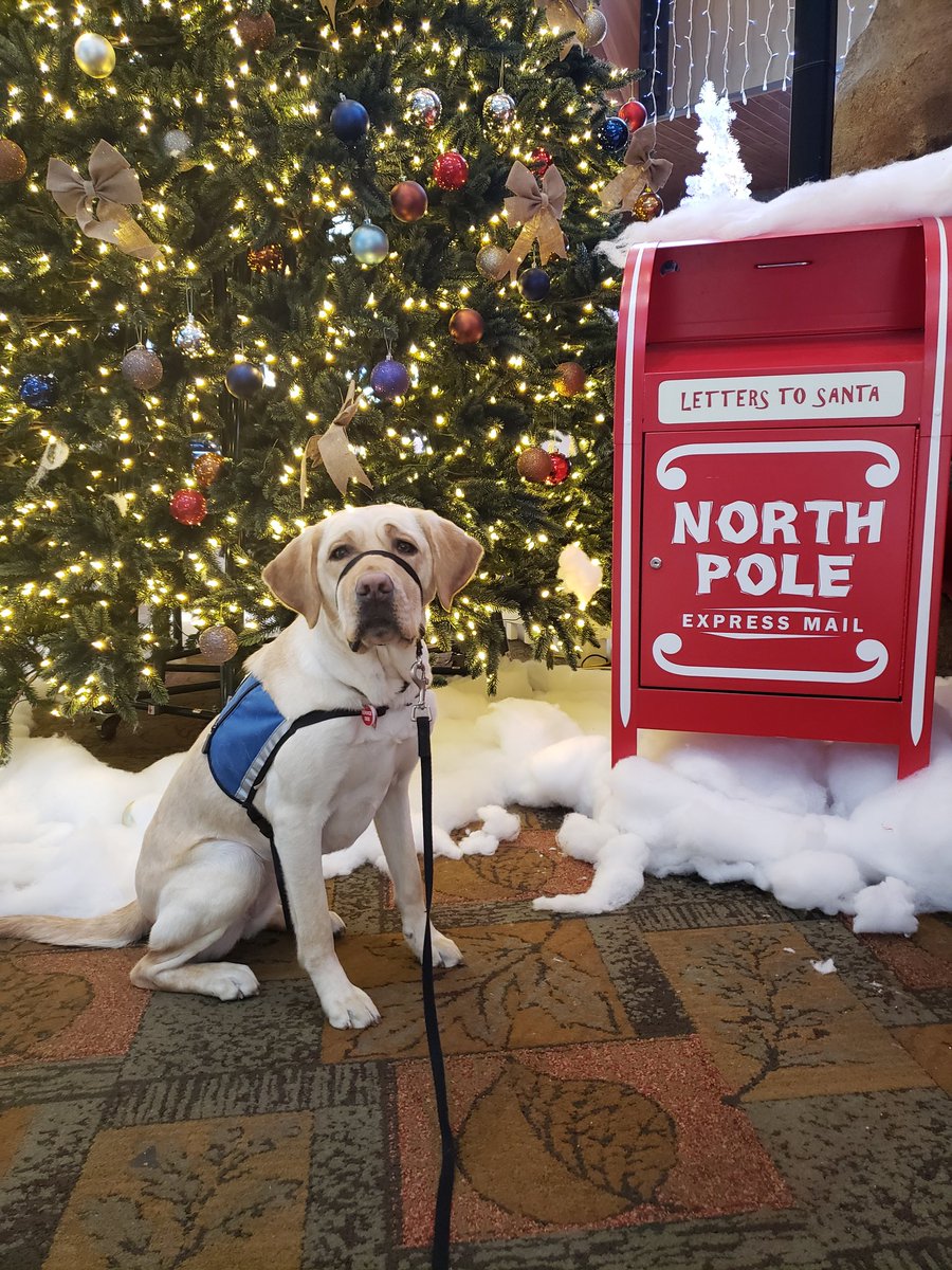 CaponeCinda's tweet photo. Kendall @NEADSdogs is ready for Santa. She is definitely on his NICE list! https://t.co/M4gUCd4z19