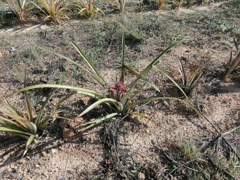 Viajan2vinales's tweet photo. El Conuco EL CACIQUE, ubicado en los #pinares viñaleros se diversifica en la siembra de frutales 
#viajan2tiempo #travel #cubania #vinales @vinales #parquenacionalvinales #cuba https://t.co/1g5ZzEXoak