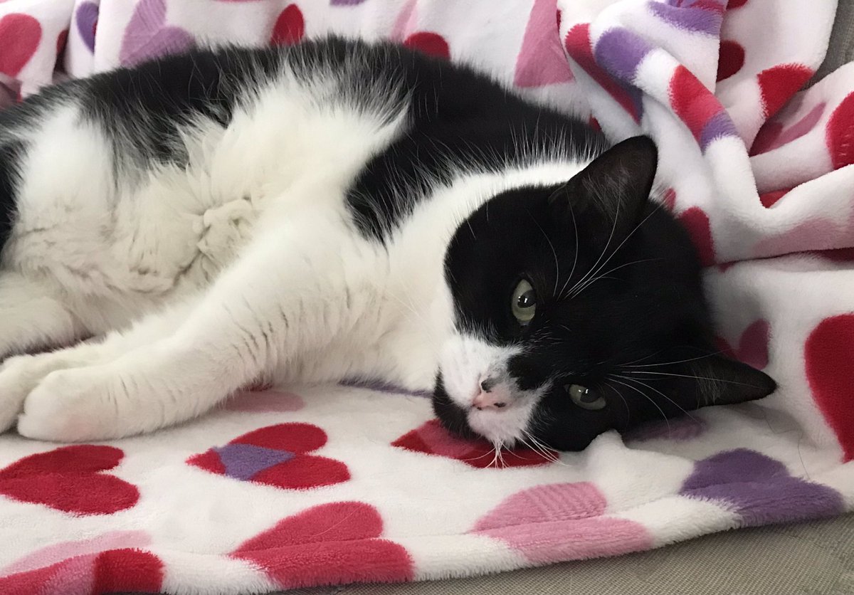 Don’t want to brag but I look cute today. #Caturday