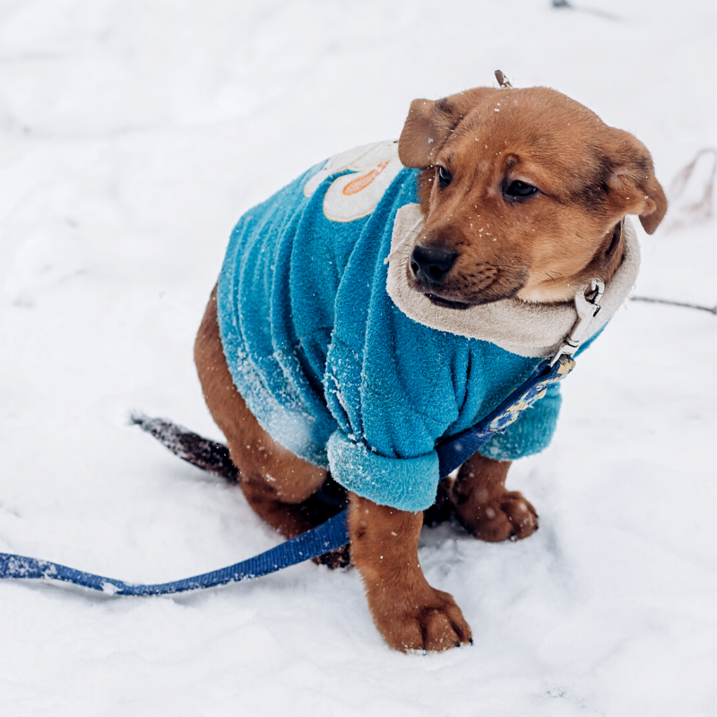 MyDoggyPaw's tweet photo. Do you dress up your dogs? If so, do they mind?
#cuteinblue #doggysweater #mydoggy #keepingwarm #fleeceonmyfur https://t.co/PAnjVUoQNP