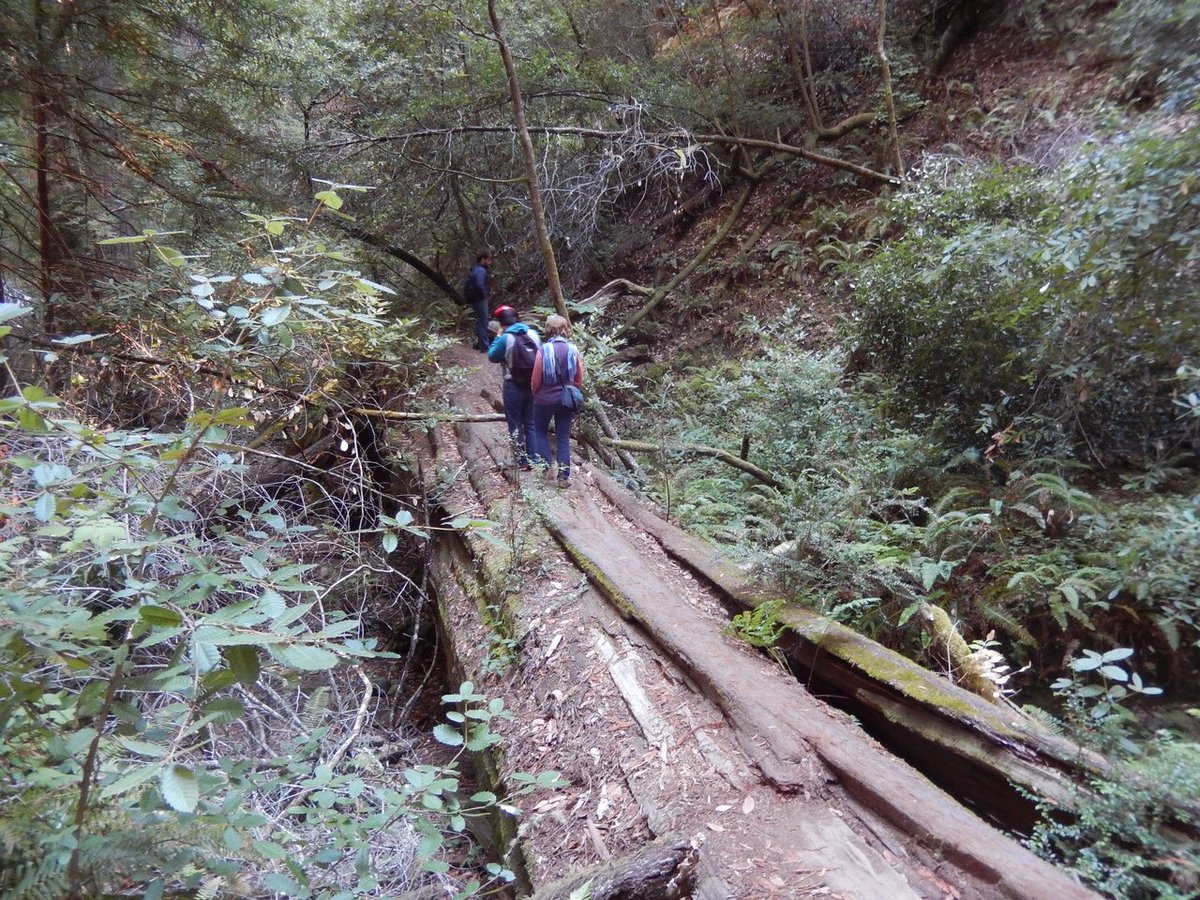 lisalouiswrites's tweet photo. Old growth #redwoods mark the #PioneerTreeTrail near #PointReyes 
https://t.co/I1LuGf0byO
#hiking #nature #outdoors #photography #autism #hikes #trails #Marin #SamuelPTaylor #CAStateParks https://t.co/2WP9JmSbsP