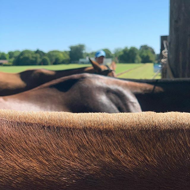 Chestnuts and bays for days and days. A handsome @lalomapolo string before @lacanadapolo practice!
.
.
.

#polo #poloplayer #argentina #gallop #equestrian #caballosdepolo #polopony #poloplayers #horsepolo #twohearts #somospolo #wearepolo #argentinepolo #poloholiday #generalr…