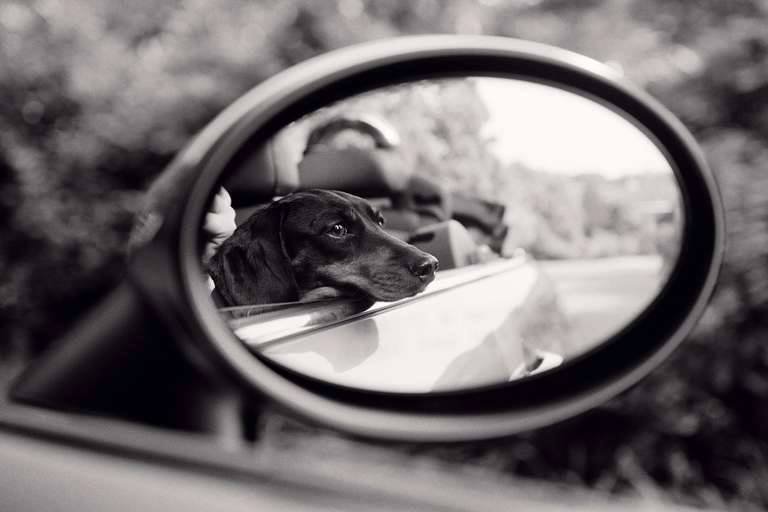 Priscilla Rattazzi- Lola, Rear View Mirror, East Hampton, 2007