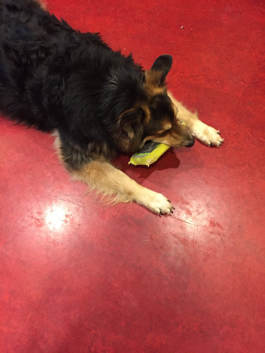 PintKnightGear's tweet photo. @BellsBrewery So cute! Our dog loves his @WestSixth dog toy, too. https://t.co/HgsefVWVdr