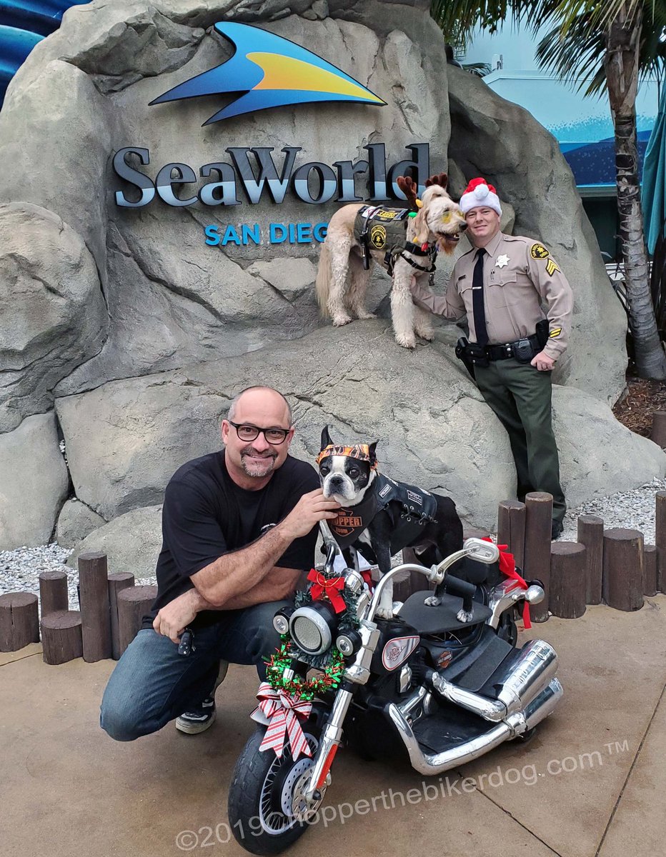 ChopperBikerDog's tweet photo. I was so thrilled 2C my buddy @surfdogteddy out this morning sharing his love & putting smiles on faces of all the kids at this year's #ShopWithACop event. Teddy's a celebrity Surf Dog & the official therapy dog for the @SDSheriff. He ROCKS! 💙 #sdswac @sdswac @SeaWorld https://t.co/Zq7rt3VTMW