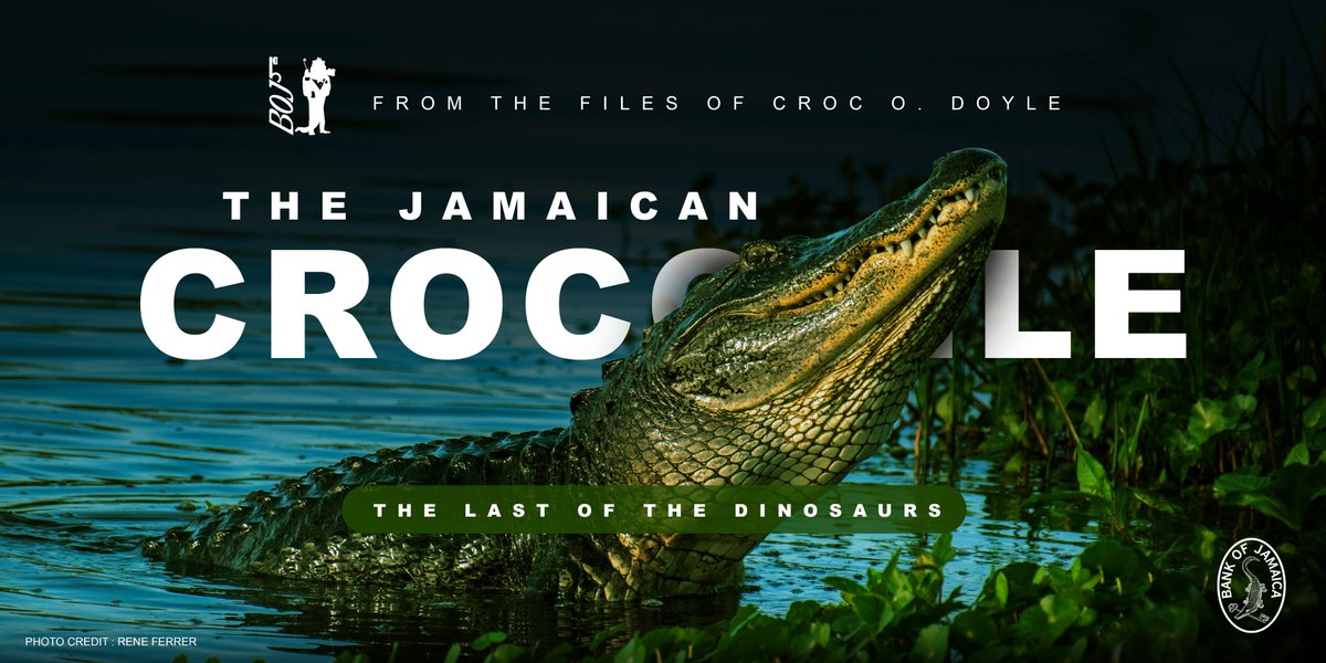 With crocodiles in the news of late, it's a good time to be reminded that while Agent Croc O. Doyle is a rare individual, office job and all, other crocodiles aren't as sophisticated.  Regular Jamaican crocodiles do, however, enjoy special status in several ways.  #BOJSpeaks 