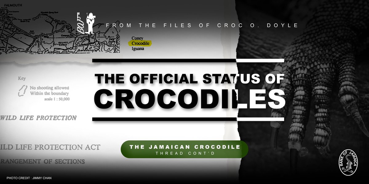 8. Since 1971, Jamaican crocodiles have been protected by the Wildlife Protection Act. This is because, despite surviving dinosaurs, crocodiles are now an endangered species globally. The Jamaican crocodile population is threatened by the encroachment of...