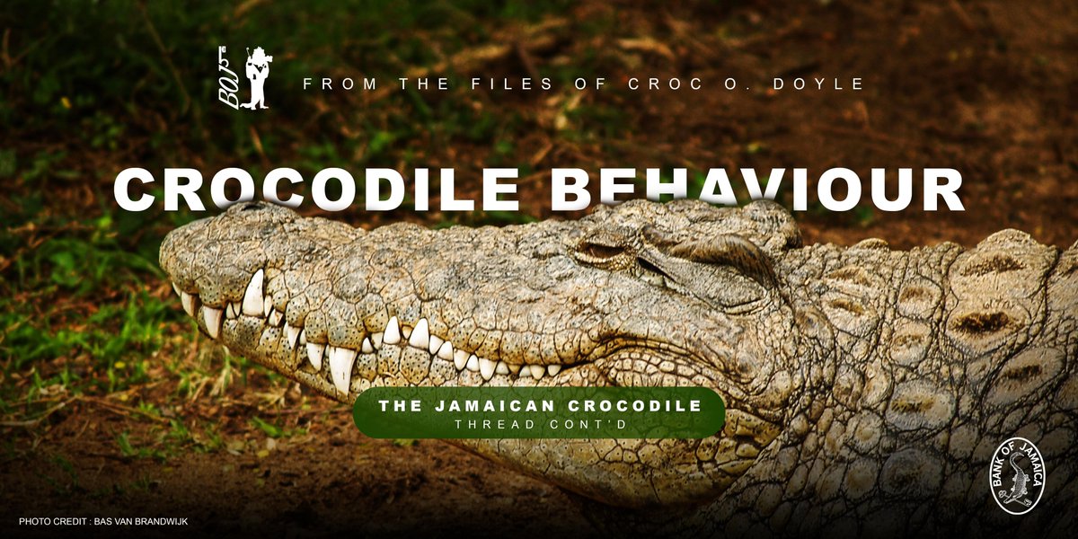 10. You might be relieved to know that Jamaican crocodiles are naturally shy and reclusive and prefer being left alone. In the wild, they will usually submerge or retreat at the slightest disturbance. Like most animals, crocodiles are more aggressive during breeding season...