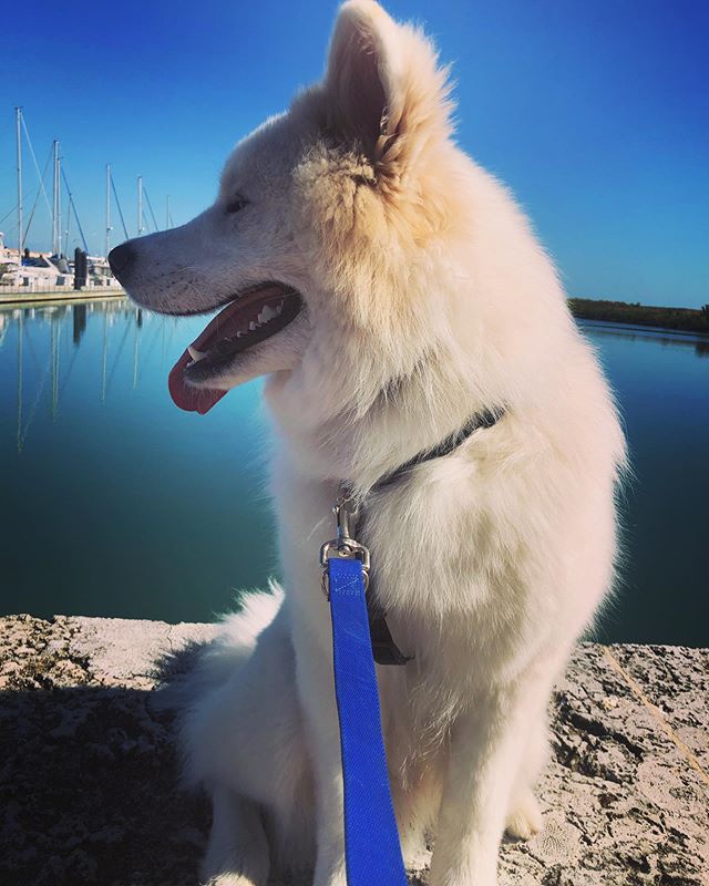 FSamoyed's tweet photo. Had a great time at the Ft. Pierce farmer’s market today! My dad bought me some treatos, I went to see the fishies, met some hoomas, and chased some birds. I gib this day a 12/10 🐾 #ftpierce #ftpiercefarmersmarket…

📸 https://t.co/yeK2ALOFvc via https://t.co/O9fT9x5Td8 https://t.co/0KmeoBdBvm