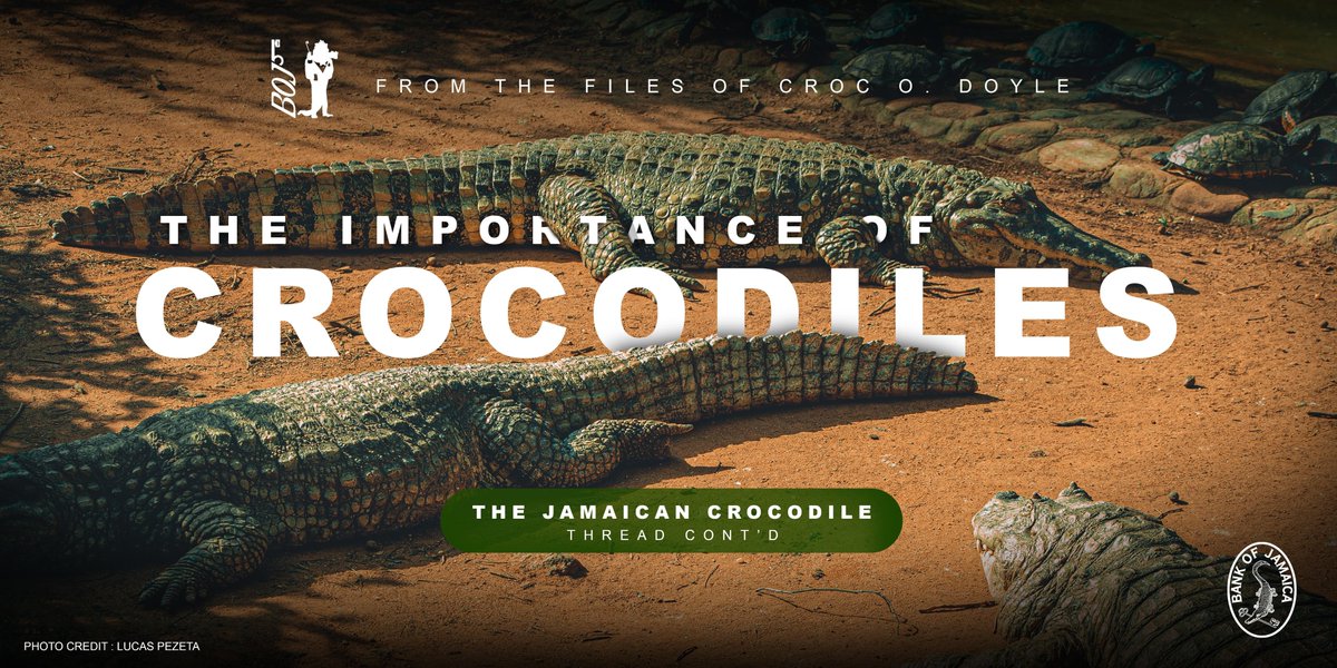 19. Besides the historical links to our past in general and Jamaica's history in particular, crocodiles also have biological and economic importance.Crocodiles help keep our waters free of disease by eating sick fish and any dead or dying animals that end up in the wetlands...