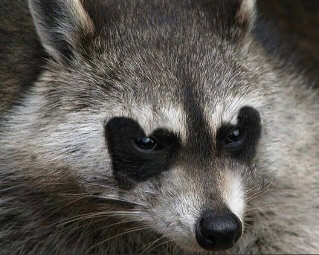 busyframes's tweet image. I don’t care if this is photoshop, I love Zorro vibes. Also- occasional overdone smokey eyeshadow makes me lose it 🙈 ift.tt/2PomiLG