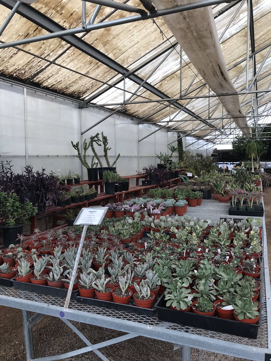 CaratheExplorer's tweet image. My favorite greenhouse is closing and I got a crazy amount of plants for $15 but also this is a breakup I was not emotionally ready for. #plantproblems