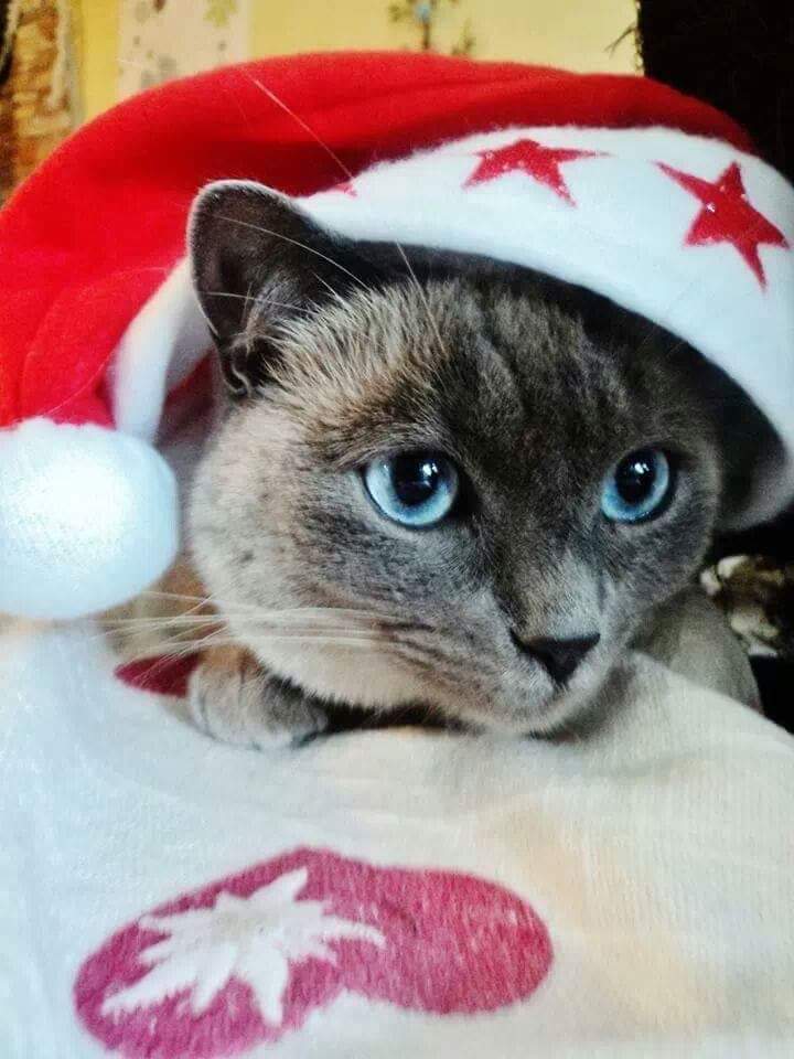 DaPingO's tweet image. En attente du Père Noël 🎅 #Anymal