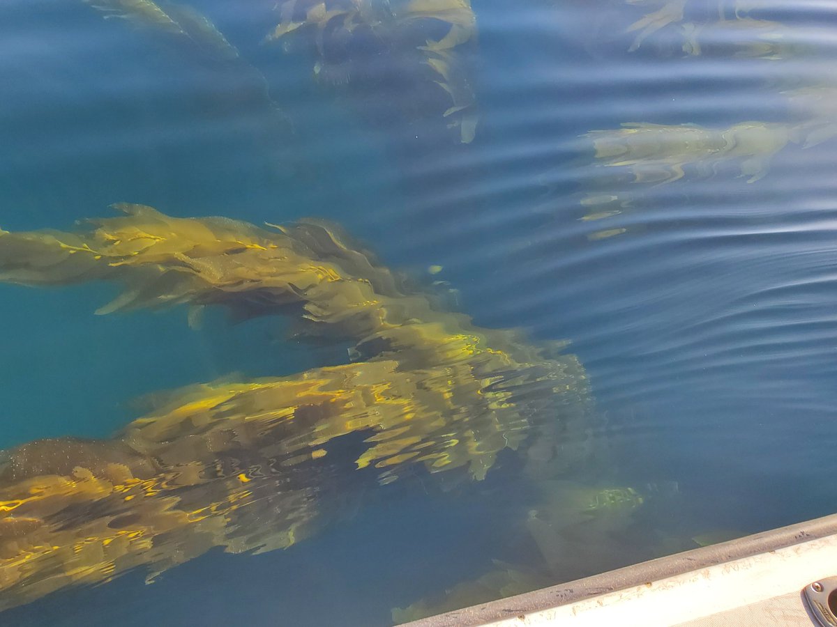 CSUNMBGSA's tweet photo. The Last week of the semester is almost upon us. We hope you enjoyed our #MarineMonday & #fieldworkfriday features. We plan to do 1 more lab feature so keep a look out for that! #scicomm #MBGSA #CSUN #MARINELIFE https://t.co/tYYM6EOQv6