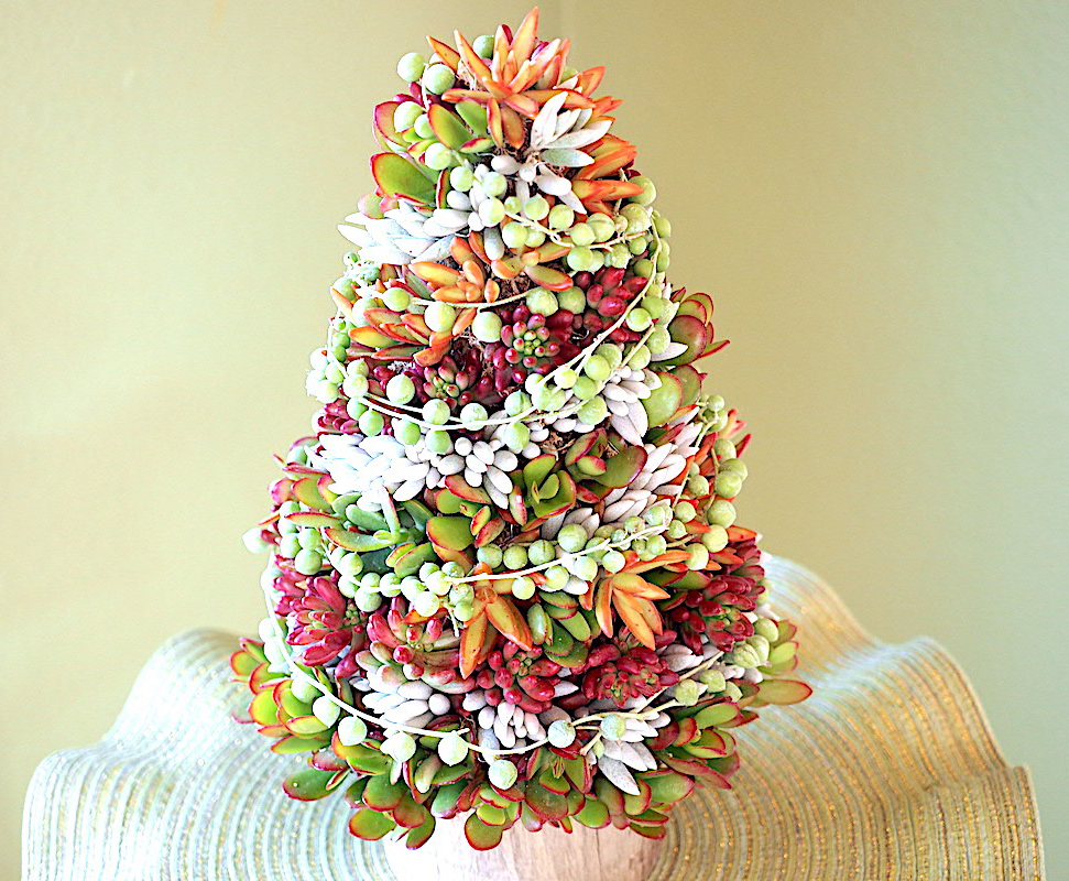 GardenDesignMag's tweet photo. Merry and Bright! Check out these 3 succulent holiday projects from @DebraLBaldwin https://t.co/FhwyuVEHzW #succulents #succulenttree #gardenDIY https://t.co/fLpiDmJEkK