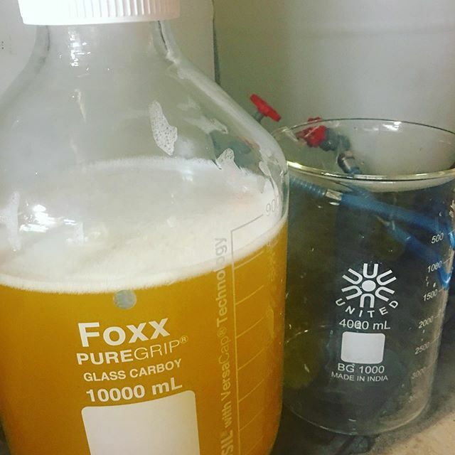 CapitalClones's tweet photo. Pics of the mix ☠️🧪☠️ 🧪#cannabisexperiment #cannabisexperiments #cannabismutation #cannabismutations #cannabismutant #cannabismutants #plants #science #foxx #unitedglass #scientificglass #headyglass #scientificglassblowing #carboy https://t.co/fNiFeNGggg https://t.co/FDNrw6BBNn