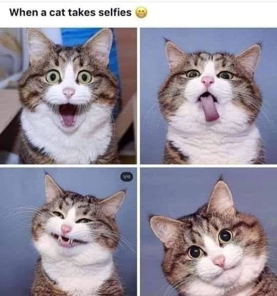 ruralads's tweet photo. Every cat loves a selfie!  Happy #Caturday https://t.co/bcdUCZRXQS