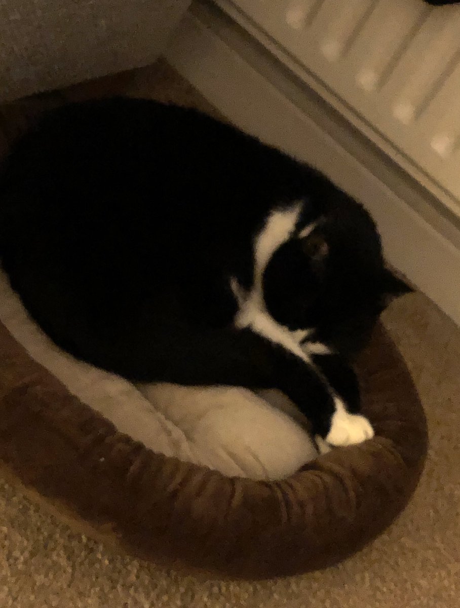 SgtPearson's tweet photo. I moved Joey’s bed that he never really used next to the radiator... I think that was a good move! #JoeyCat #LazyBoy https://t.co/JCUPQ0kcXe