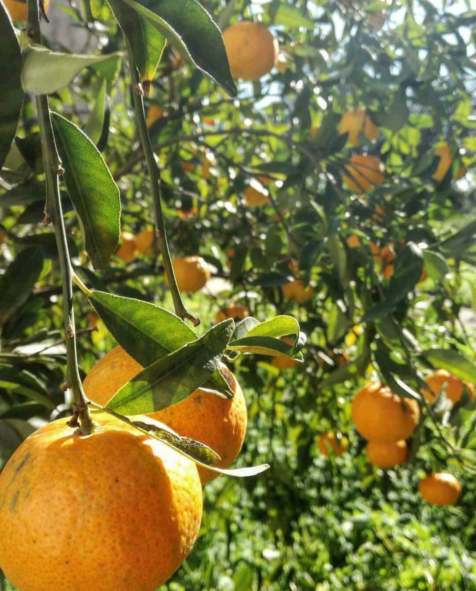 squarerootldn's tweet photo. Hands up who needs this blast of Sicilian citrus sunshine to brighten this dark winter night ππππ ππππΏπΏπΏ we love our farmer pals and we love that they post this golden fruit worship to remind us that blood oranges will be back soon π#WeKnowFruit #Seasonal https://t.co/oAHvg2C0wz