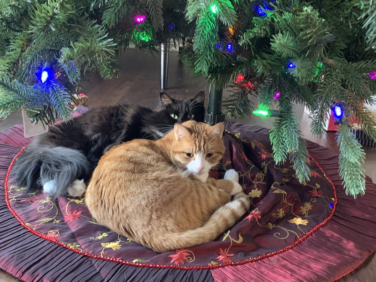 SharpHooch's tweet image. Christmas kitties
