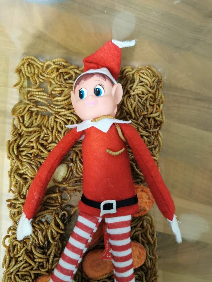 DartmoorZoo's tweet photo. Day 7 of Daz's Adventures: I'm an Elf get me out of here!!! #SaveDaz https://t.co/jPYaEZE9zD