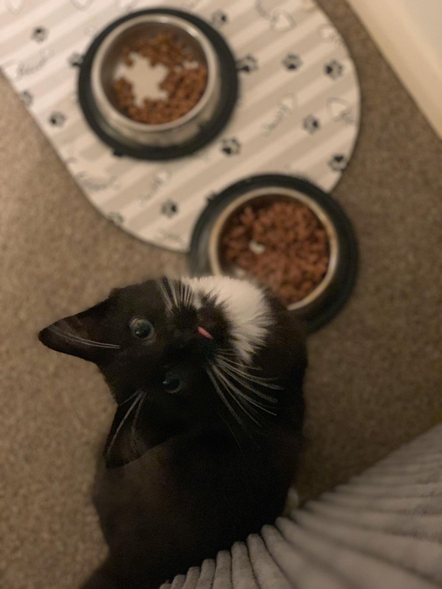 andybrint's tweet image. Ever since I called my kitten Fred, @Fred08oficial has been on fire #mufc