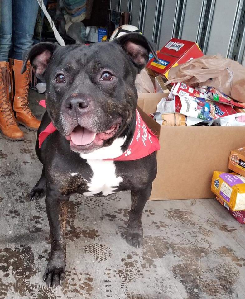 RescueBroad's tweet photo. Ninja the #fosterdog had a blast with @Philadoptables this week at @PrestonSteve933 #CampOutForHunger - hoping his forever family finds him soon! Adopt Ninja through @HomeAtLastDogsR 

#AdoptDontShop #adoptme #adoptabull #crazydoglady #pitbulllover #garyveechallenge @XfinityLive https://t.co/7BCkGO0H7I