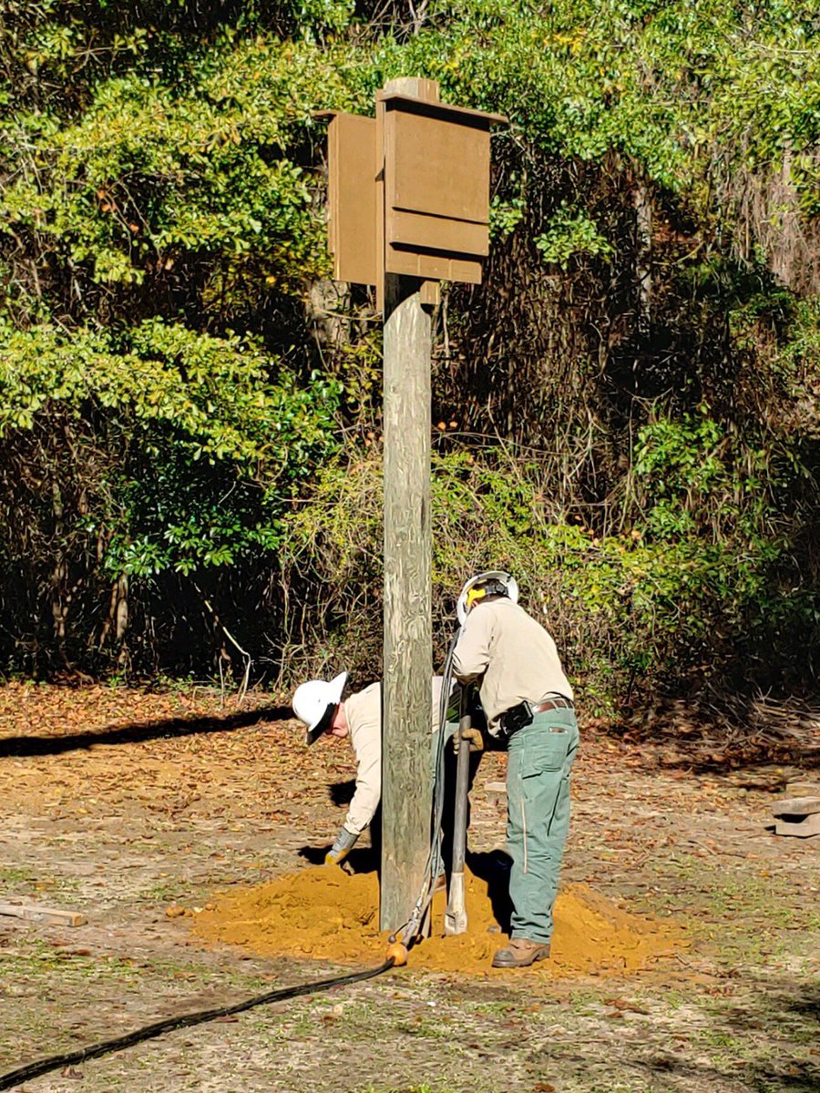 Thank you, Central Alabama Electric Cooperative installed bat boxes for the ANC. It is so nice to have community partners like them to go out of their way to handle a task that was out of our area of expertise.